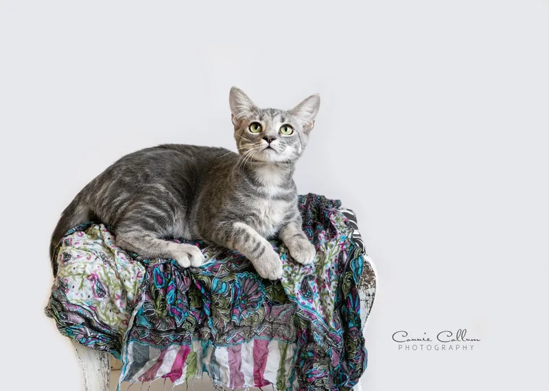 A young medium-sized female Tabby (Gray / Blue / Silver) Domestic Short Hair cat named Kelly for adoption in Homewood, AL