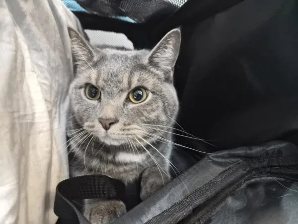 A young medium-sized female Domestic Short Hair cat named Perla for adoption in New York, NY