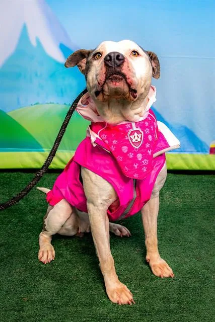 An adult large-sized female Pit Bull Terrier dog named Dolce for adoption in Indianapolis, IN