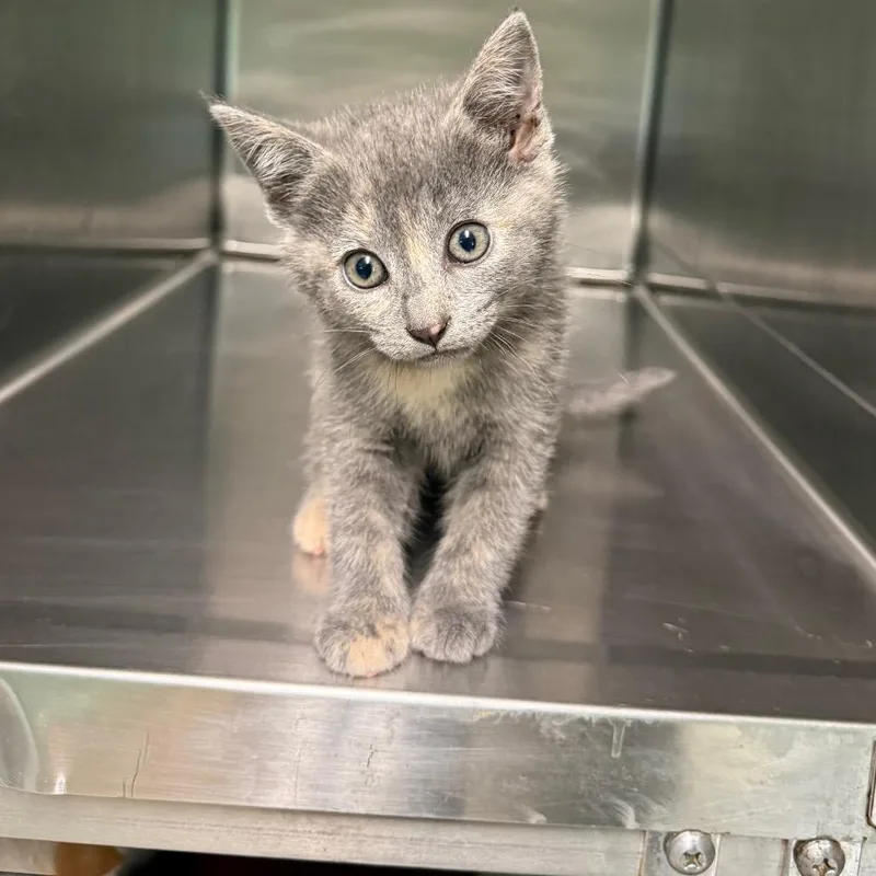 A baby small-sized female Gray / Blue / Silver Domestic Short Hair cat named Nickle for adoption in Hamilton, GA