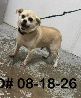 An adult small-sized male Pug dog named Riko for adoption in Largo, FL