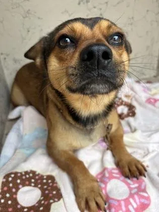 An adult small-sized male Terrier dog named Chico for adoption in Honolulu, HI