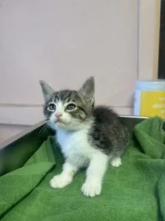 A baby small-sized female Domestic Short Hair cat named Mira for adoption in Roseville, CA