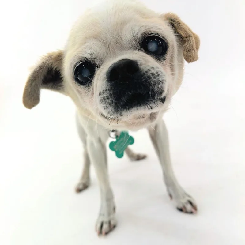 A senior small-sized male White / Cream Pug dog named Pool Party for adoption in San Francisco, CA