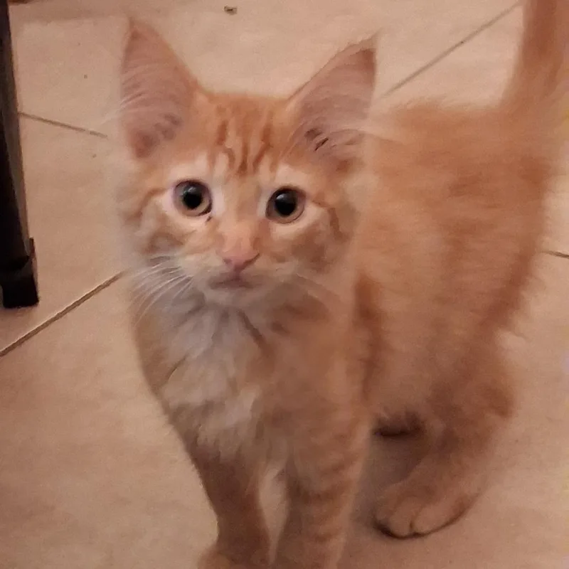Lionel