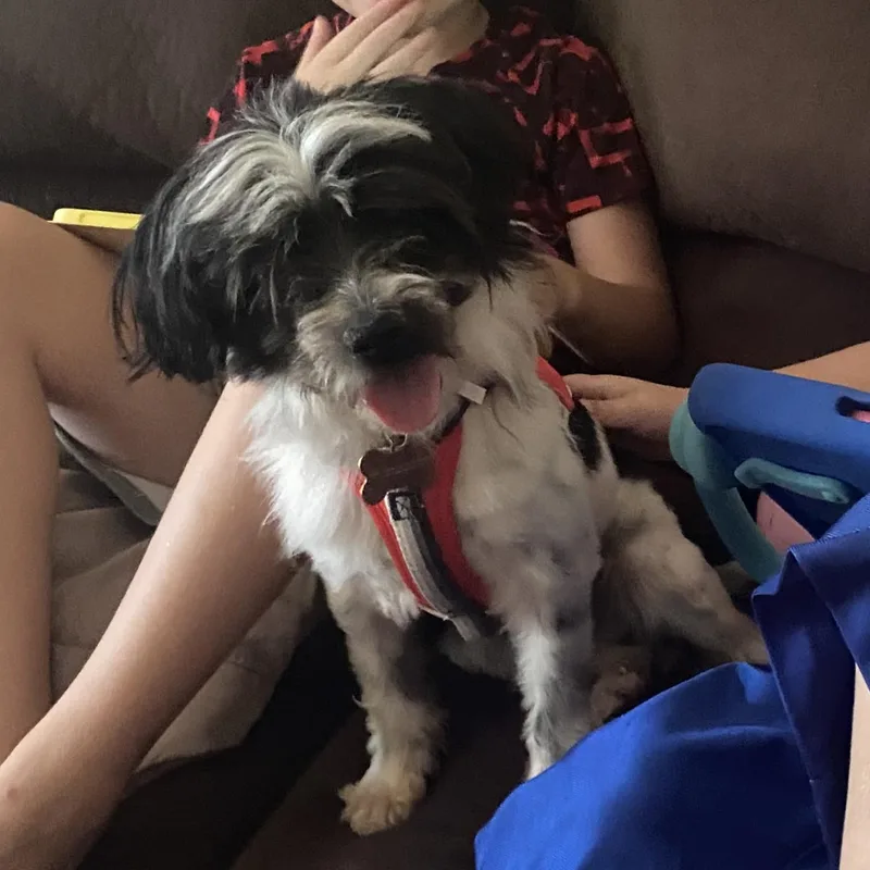 An adult small-sized male Shih Tzu dog named Scooter for adoption in Normal, IL