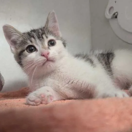 A baby small-sized female White Domestic Short Hair cat named Coffee for adoption in Dayton, OH