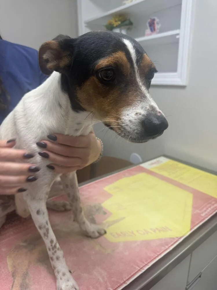 A young medium-sized female Australian Cattle Dog / Blue Heeler dog named Root for adoption in Marietta, GA