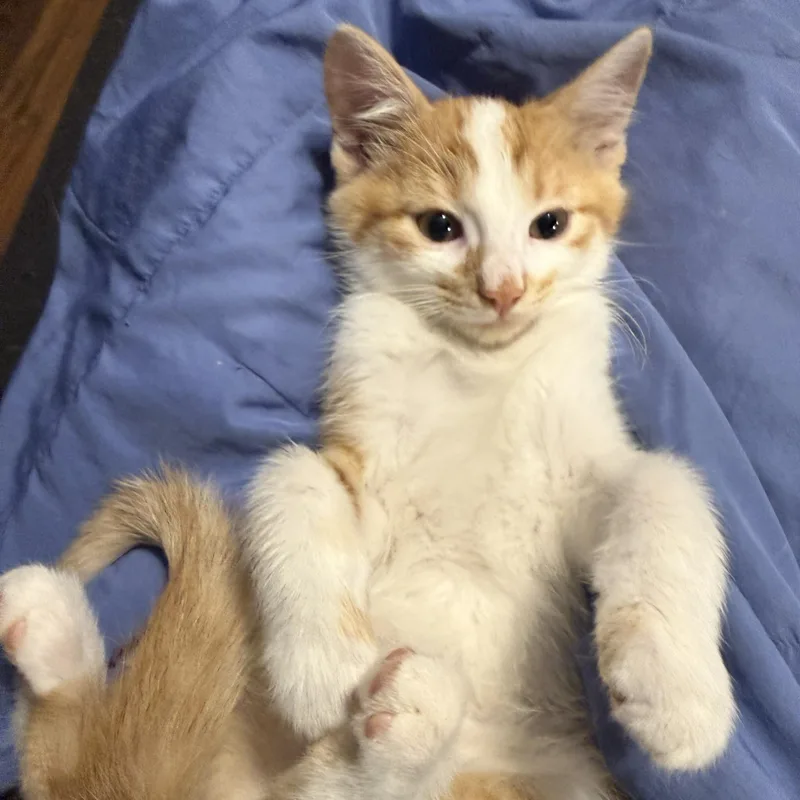 A baby medium-sized male Orange & White Domestic Short Hair cat named Rio for adoption in De Soto, IA