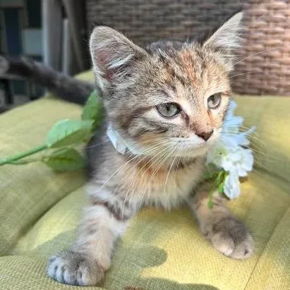 A young small-sized female Brown / Chocolate Domestic Short Hair cat named Autumn for adoption in Rochester, MN