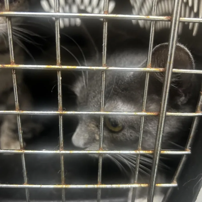 An adult medium-sized female Gray / Blue / Silver Domestic Short Hair cat named Neptune for adoption in Philadelphia, PA