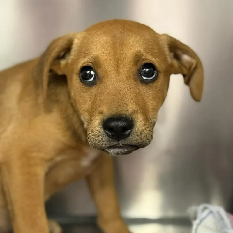 A baby large-sized male Brown / Chocolate Hound dog named Zeke for adoption in Martinsville, VA