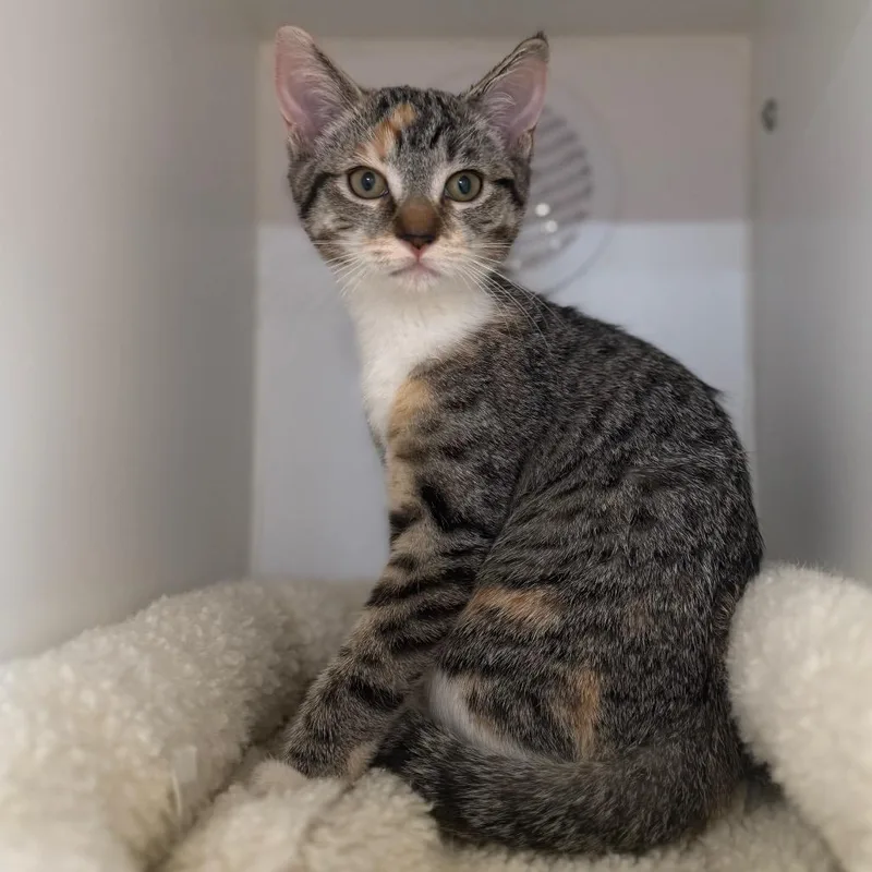 A baby small-sized female Brown / Chocolate Domestic Short Hair cat named Plum for adoption in Riverside, CA