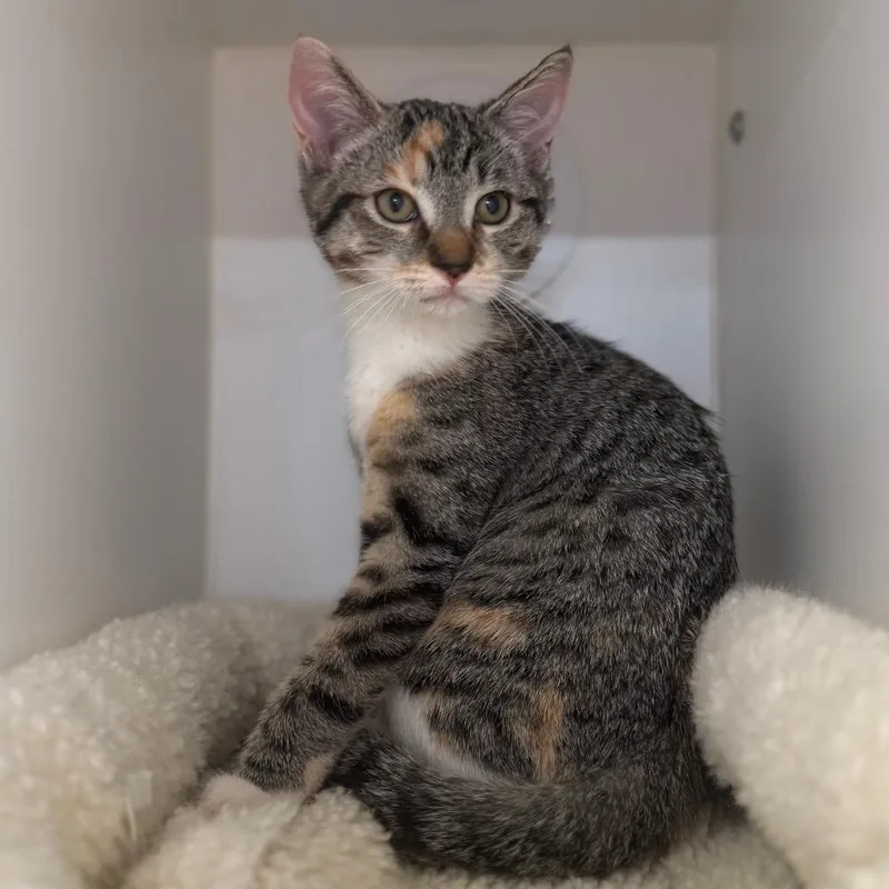 Plum thumbnail 5