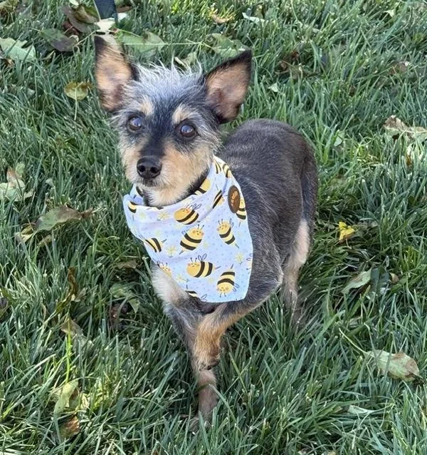 A senior small-sized female Terrier dog named Loulou for adoption in Littleton, CO