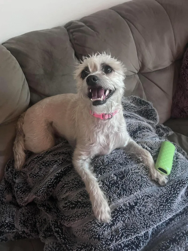 An adult small-sized female Cairn Terrier dog named Stella for adoption in Plummer, ID