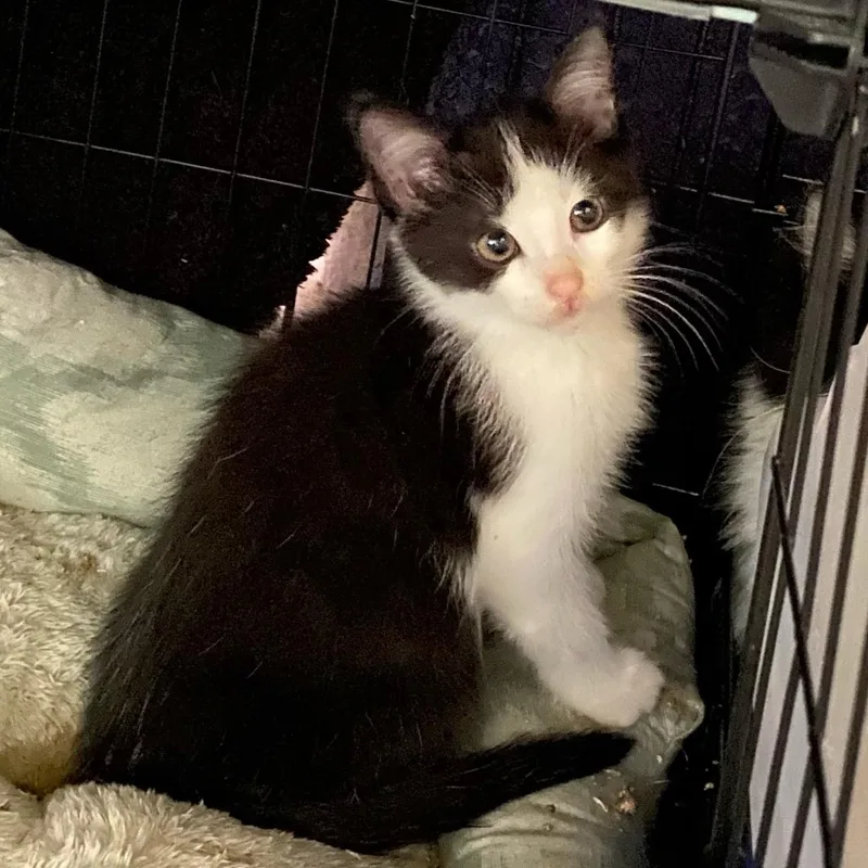 A baby medium-sized male Black & White / Tuxedo Domestic Short Hair cat named Stratus for adoption in Holly, MI