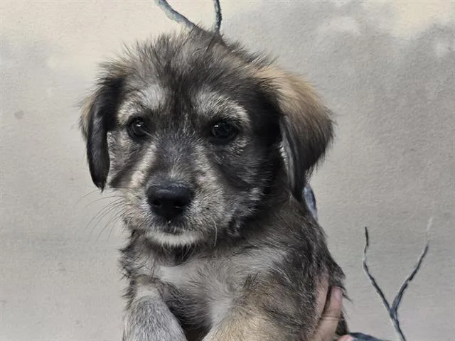 A baby small-sized female Shepherd dog named Violet for adoption in Palo Alto, CA