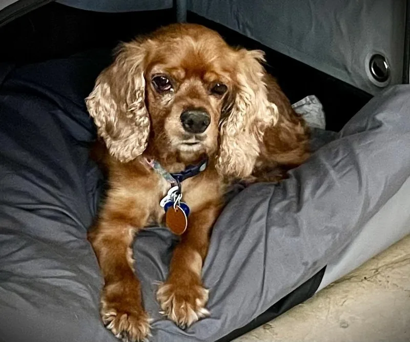 An adult small-sized female Cocker Spaniel dog named Lexie for adoption in Austin, TX