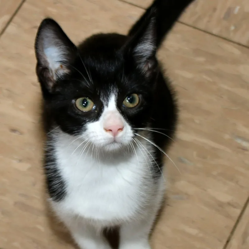 A baby medium-sized female Black & White / Tuxedo Domestic Short Hair cat named Ayaan for adoption in Shippenville, PA