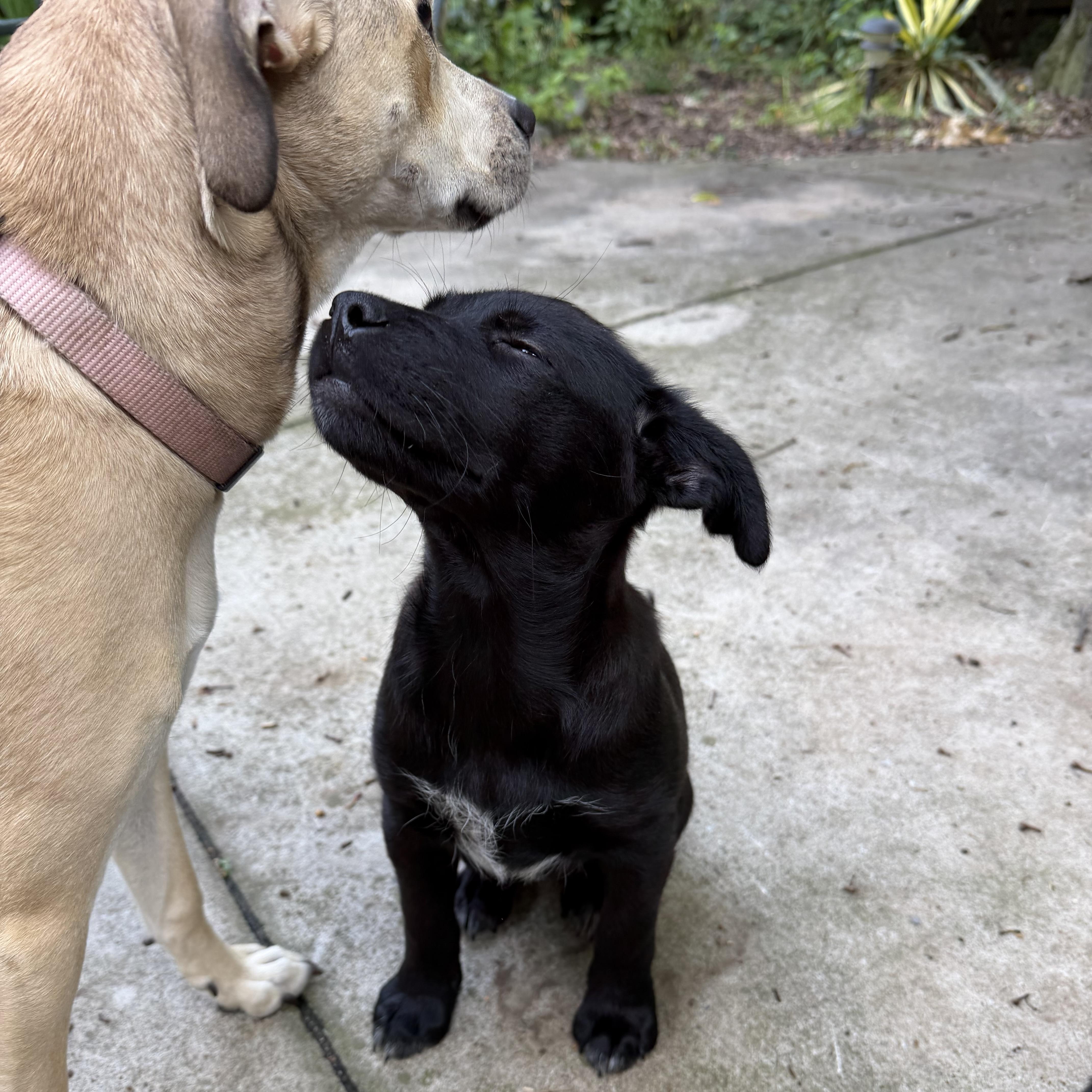A baby medium-sized female Shepherd dog named Honeybee for adoption in Ellicott City, MD
