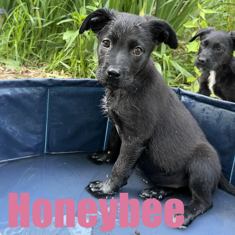 Honeybee thumbnail 3