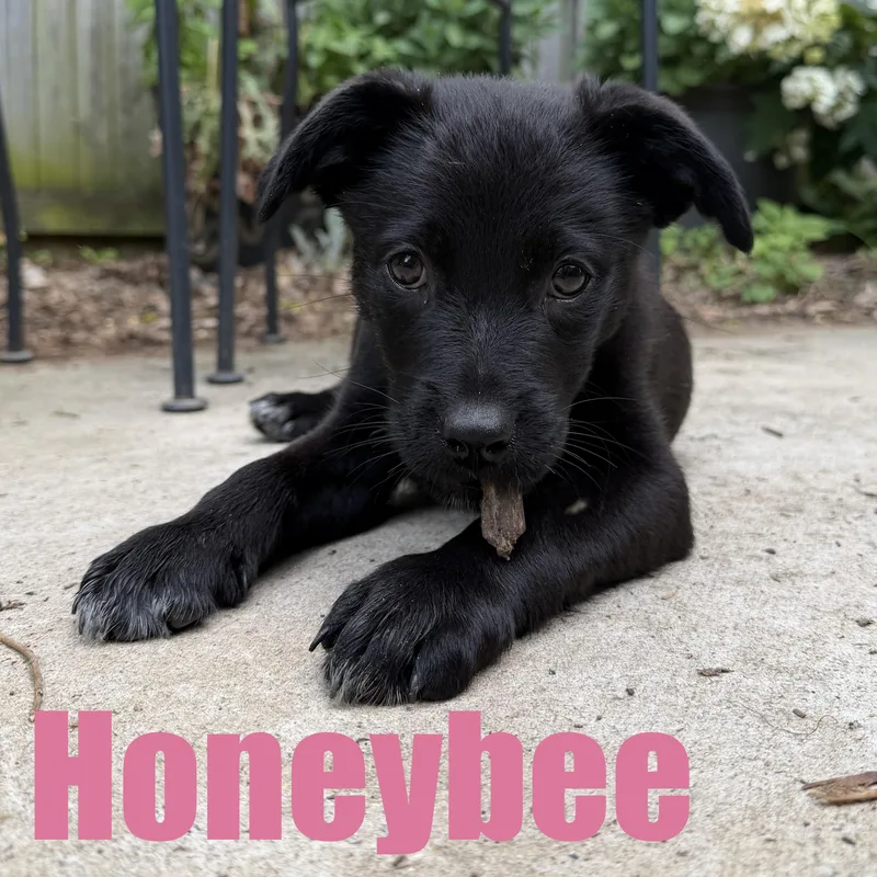 Honeybee thumbnail 4