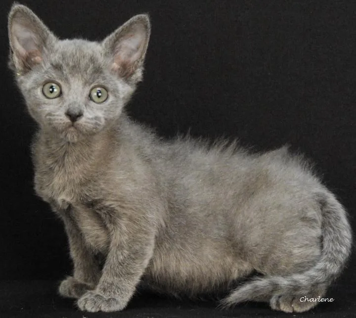 A baby medium-sized male Gray / Blue / Silver Domestic Short Hair cat named Weenie Hut Jr. for adoption in Newland, NC