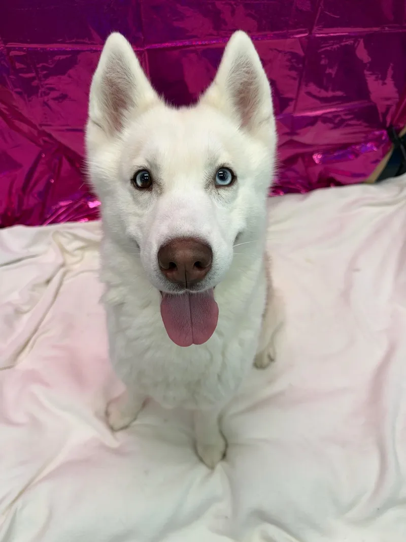 A young large-sized female White / Cream Husky dog named Sushi Tag for adoption in Central Islip, NY