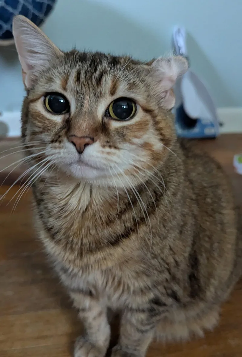 An adult medium-sized female American Shorthair cat named Trix for adoption in Harrisburg, PA
