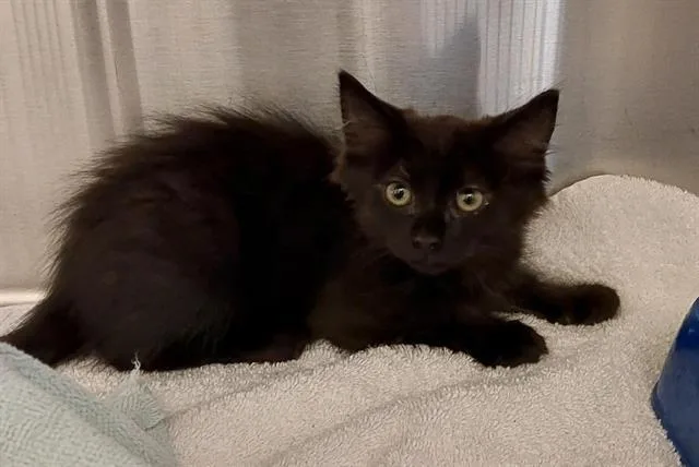 A baby small-sized female Domestic Short Hair cat named Kenia for adoption in Chula Vista, CA