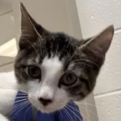 A baby medium-sized male Domestic Short Hair cat named Captain for adoption in Brenham, TX