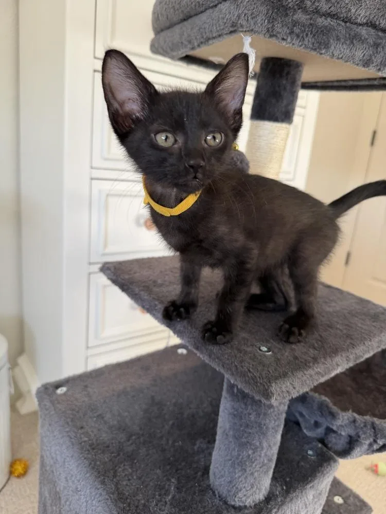 A baby small-sized male Domestic Short Hair cat named Hans for adoption in Broomfield, CO