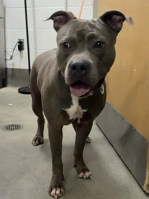 An adult large-sized male Pit Bull Terrier dog named Heath for adoption in Upper Marlboro, MD