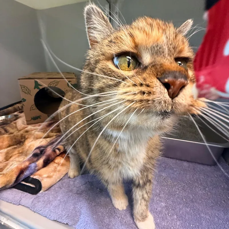 An adult medium-sized female Orange / Red Domestic Medium Hair cat named California for adoption in Saint Charles, MO
