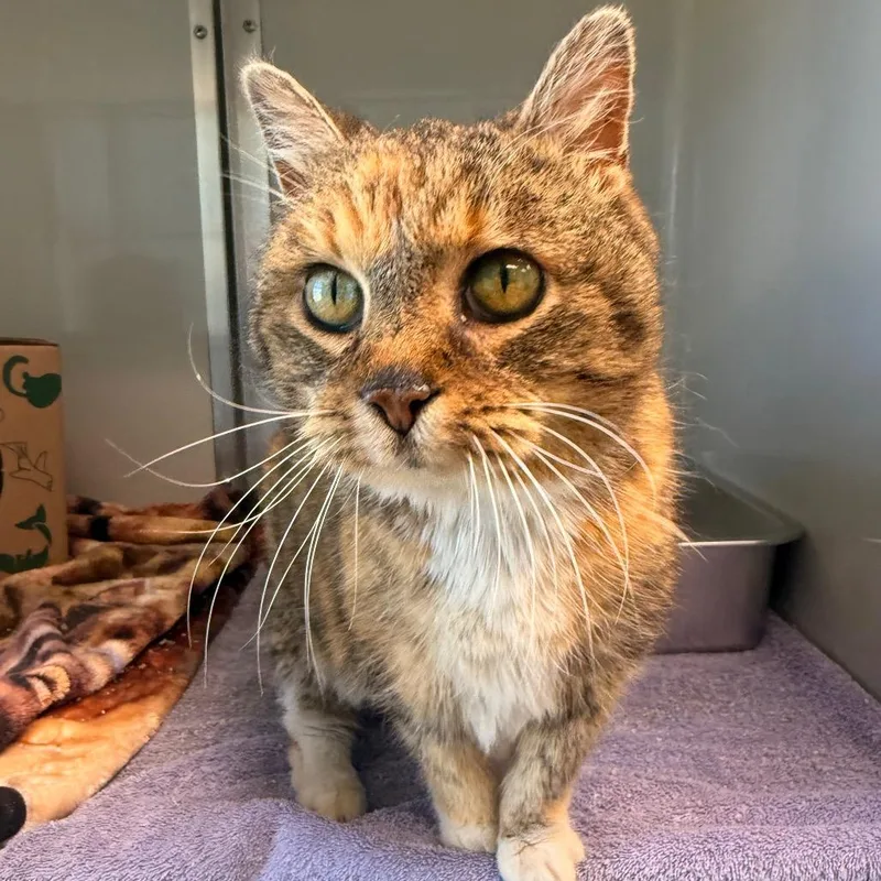 California thumbnail 2