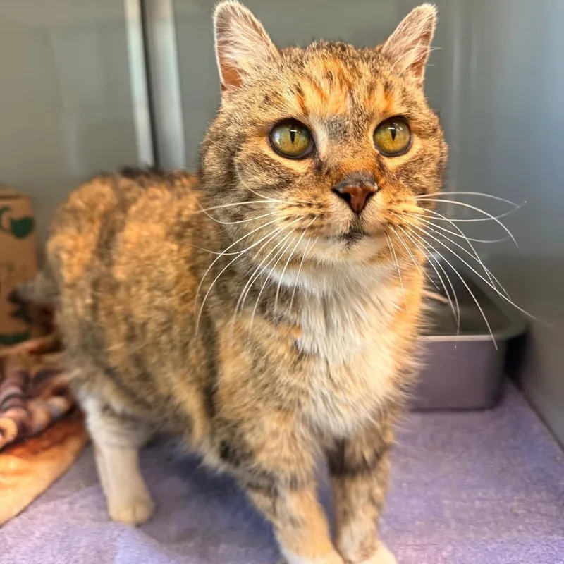 California thumbnail 3