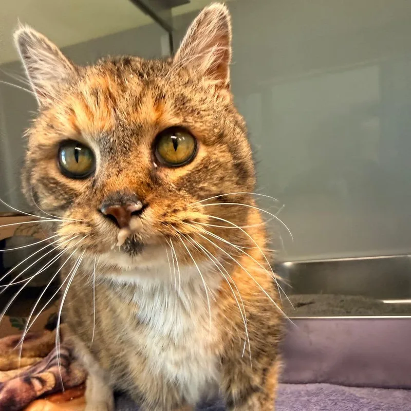 California thumbnail 4