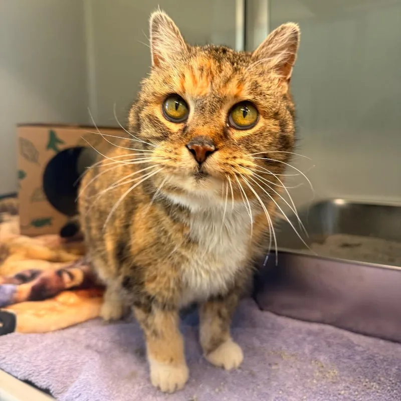 California thumbnail 5