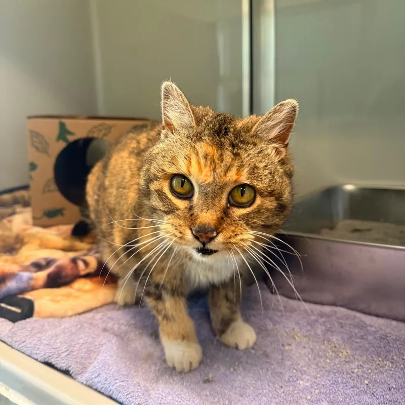 California thumbnail 6