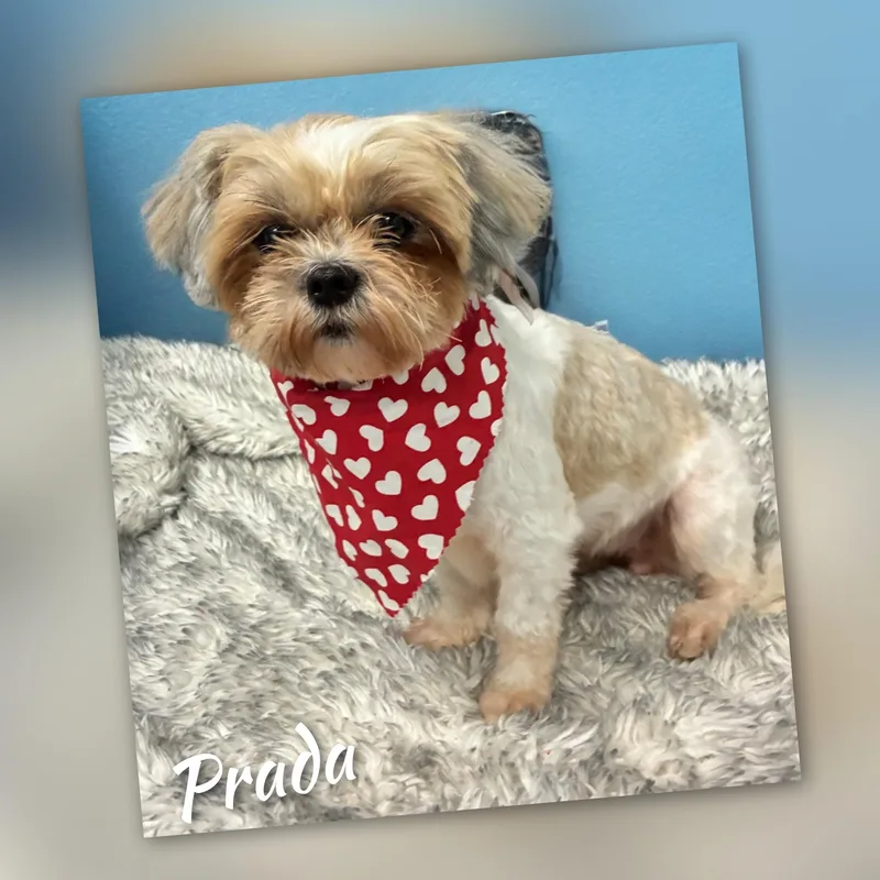 An adult small-sized female Shih Tzu dog named Prada for adoption in Fredericksburg, VA