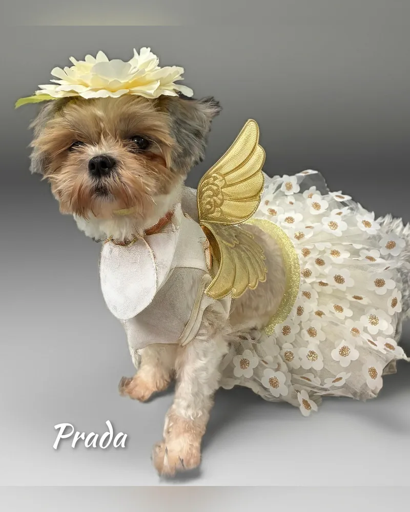 Prada thumbnail 5
