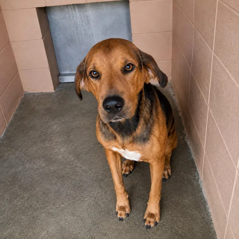 A young medium-sized male Hound dog named Tweedledee for adoption in Gautier, MS