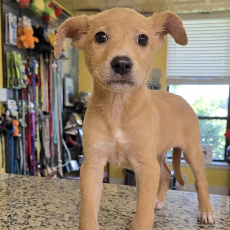 A baby medium-sized male Golden Chihuahua dog named Miko for adoption in Boca Raton, FL