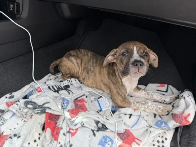 A baby small-sized male American Bulldog dog named Phat Boy for adoption in Miami, FL