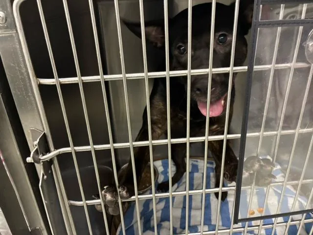 A young large-sized female Mixed Breed dog named Bria for adoption in West Palm Beach, FL