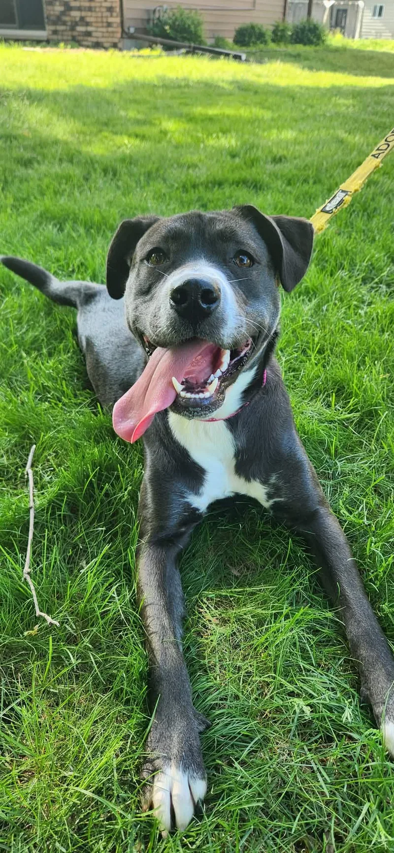 A young medium-sized female Terrier dog named Abby for adoption in Mankato, MN