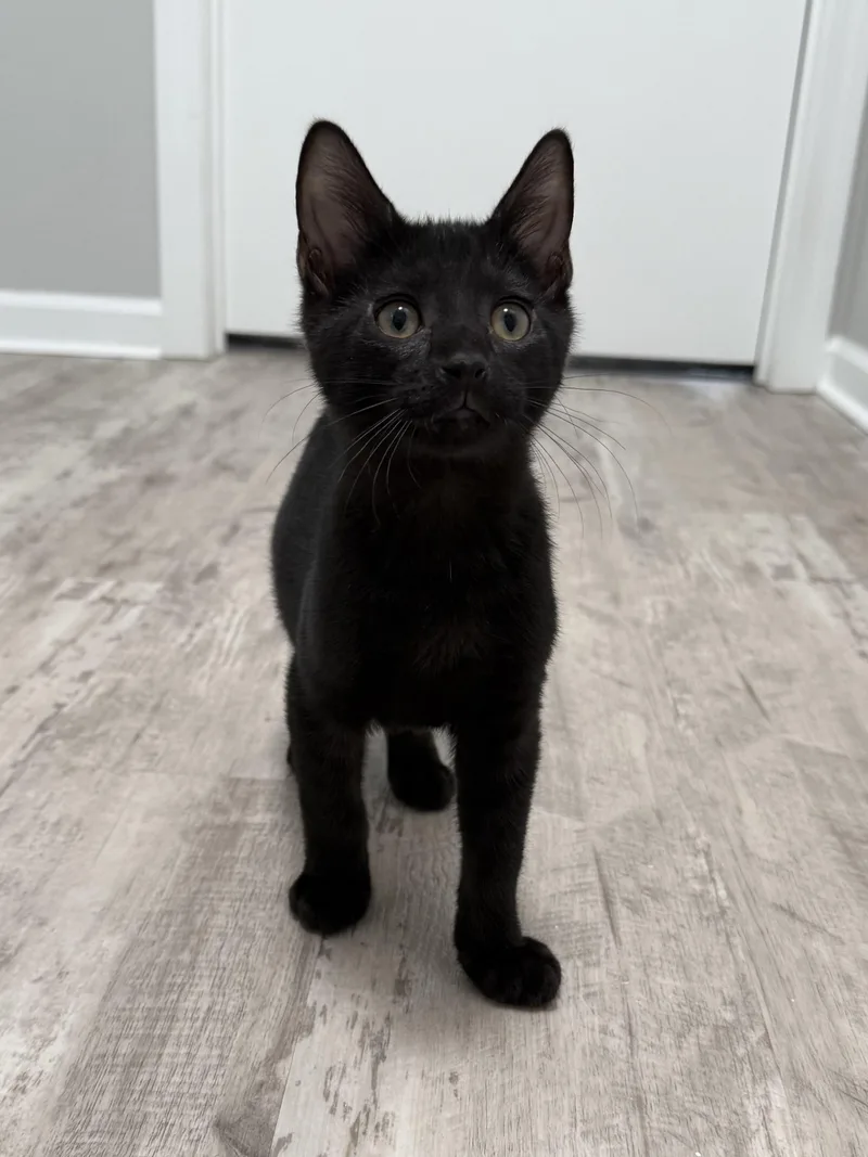A baby small-sized male Domestic Short Hair cat named Tim Tam for adoption in Canton, CT