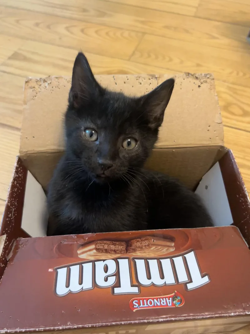 Tim Tam thumbnail 2