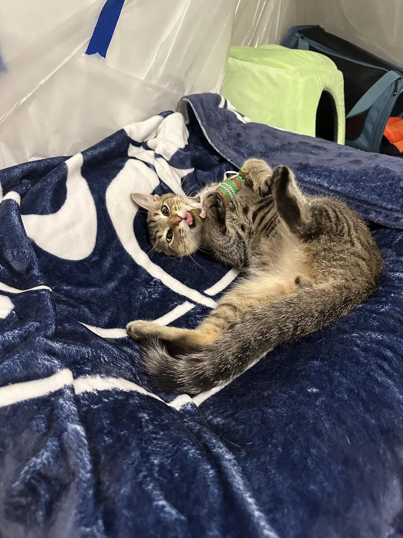 A young medium-sized male Tabby cat named Buddy for adoption in Northfield, OH